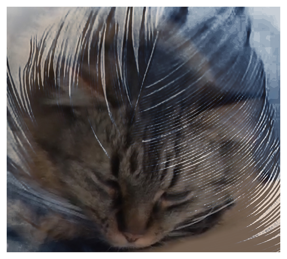 Plume(s), Cachou, Louna et les&nbsp;autres